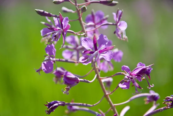 Fiori selvatici in estate — Foto Stock