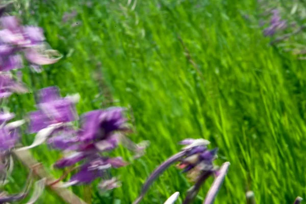 Wilde bloemen in de zomer — Stockfoto