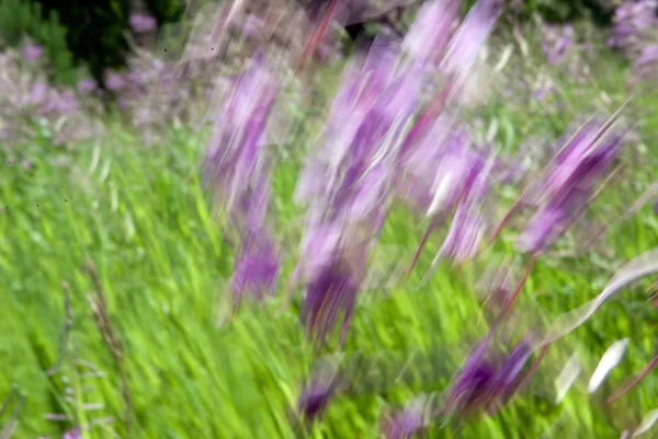 Wilde bloemen in de zomer — Stockfoto