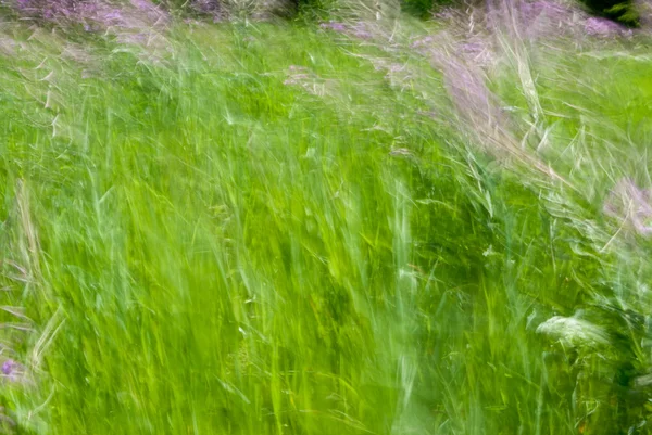 Wilde bloemen in de zomer — Stockfoto