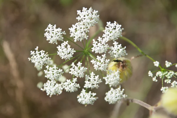 Fleurs sauvages en été — Photo