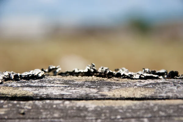 Ländliche Sommerlandschaft — Stockfoto