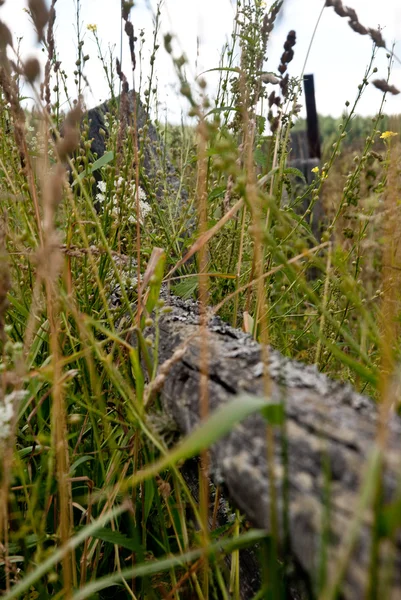 Zomer landelijk landschap — Stockfoto