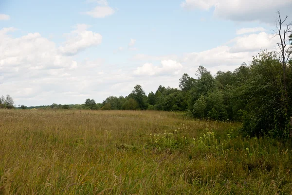 Estate paesaggio rurale — Foto Stock