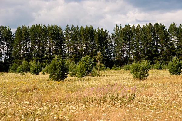 Verano paisaje rural —  Fotos de Stock