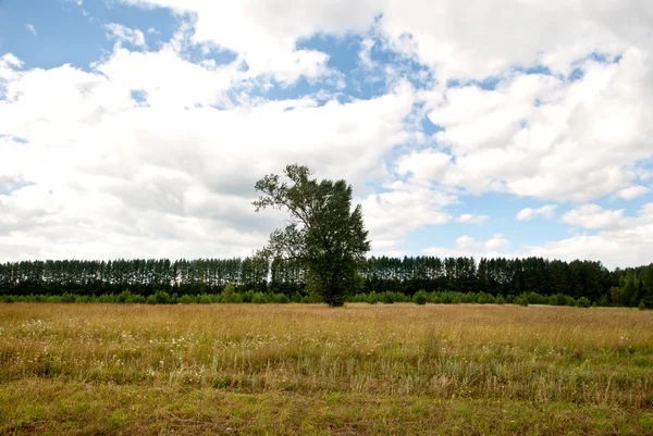 Estate paesaggio rurale — Foto Stock