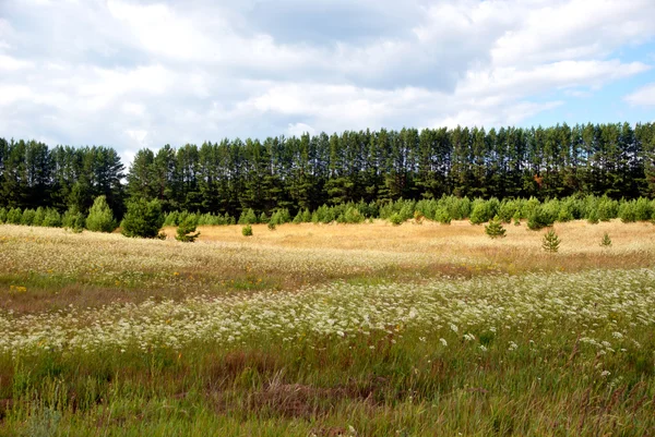 Estate paesaggio rurale — Foto Stock