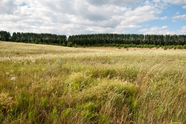 Letní venkovská krajina — Stock fotografie