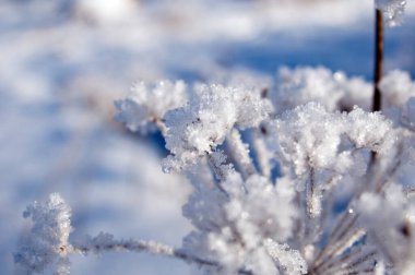 Çalılıklarda kar altında dallar
