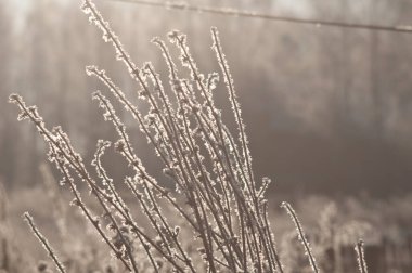 Çalılıklarda kar altında dallar