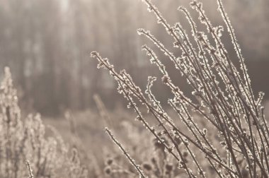 Çalılıklarda kar altında dallar
