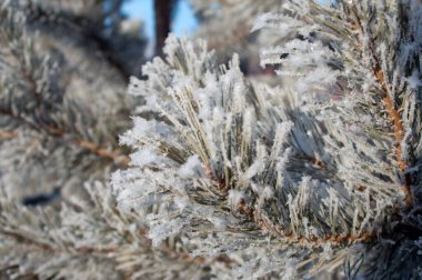 Çalılıklarda kar altında dallar