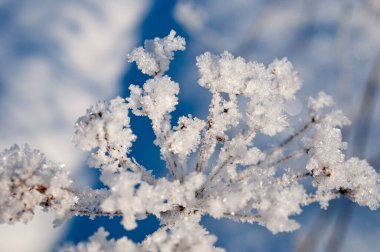 Çalılıklarda kar altında dallar