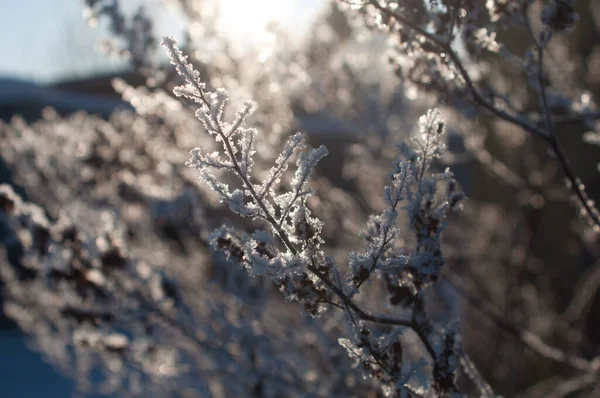 Brindilles Sous Neige Sur Bush — Photo