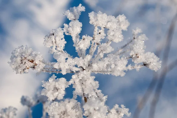 Brindilles Sous Neige Sur Bush — Photo