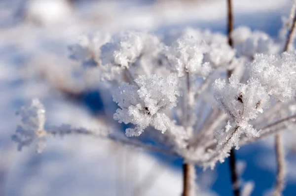 Brindilles Sous Neige Sur Bush — Photo