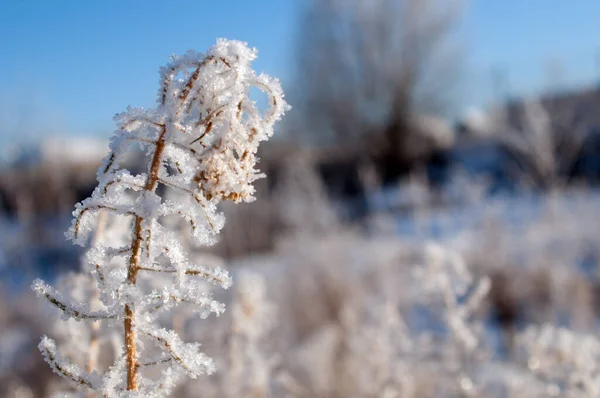 Brindilles Sous Neige Sur Bush — Photo