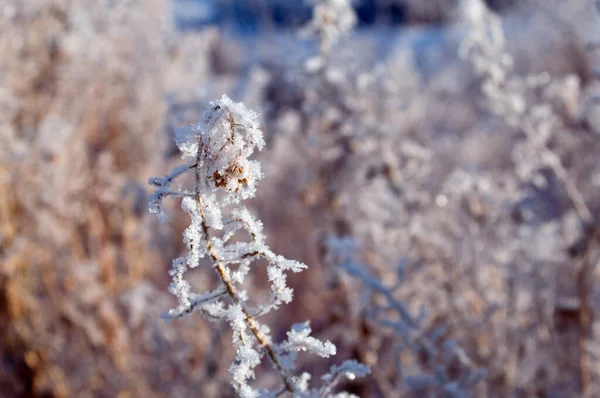 Twigs Snow Bush — Stock Photo, Image