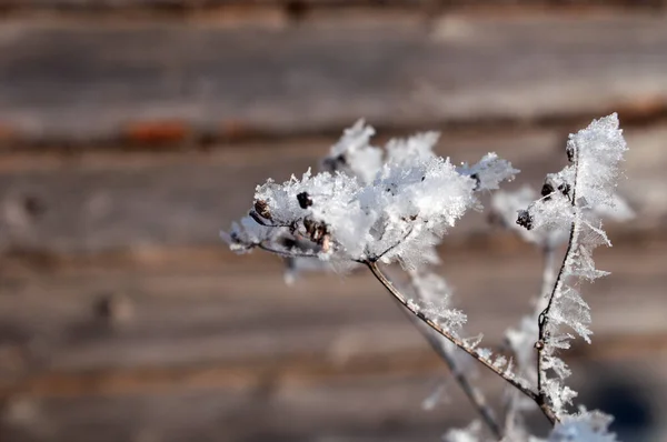 Twigs Snow Bush — Stock Photo, Image