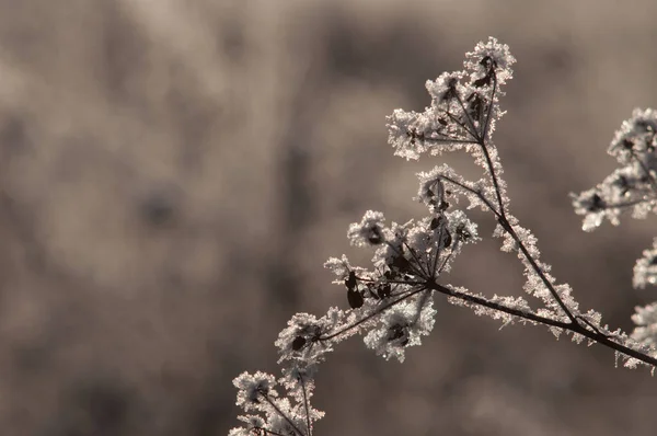 Brindilles Sous Neige Sur Bush — Photo