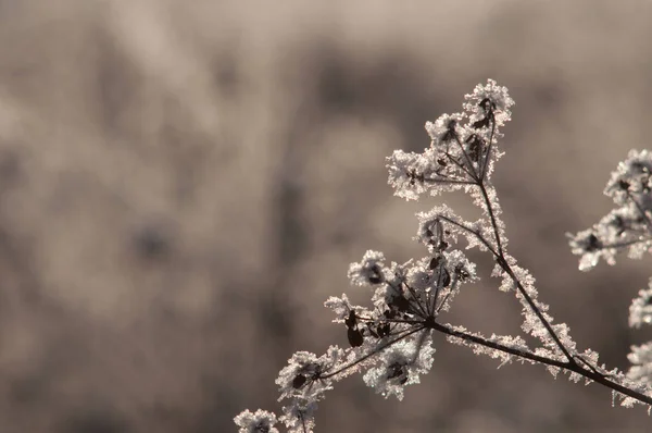 Brindilles Sous Neige Sur Bush — Photo