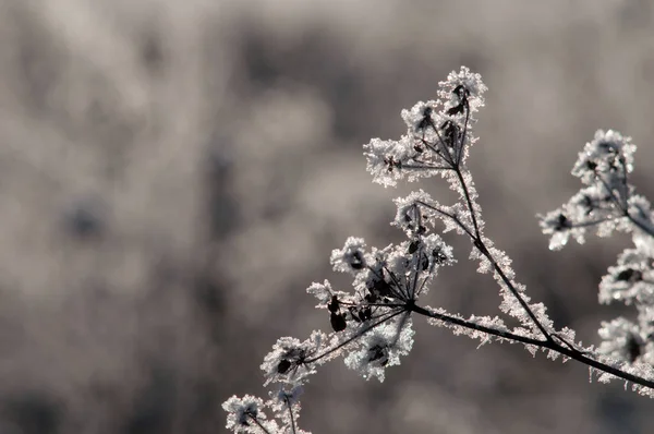Twigs Snow Bush — Stock Photo, Image