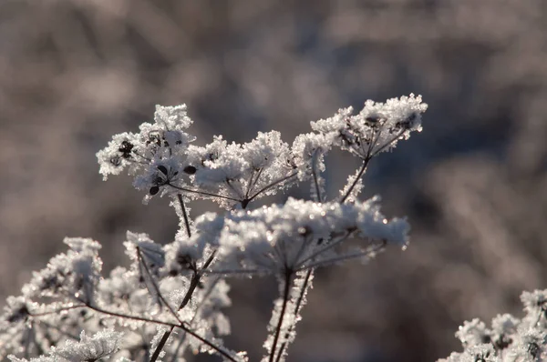 Ветки Снегом Буше — стоковое фото