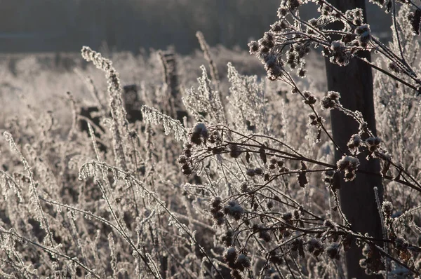 Galhos Sob Neve Bush — Fotografia de Stock