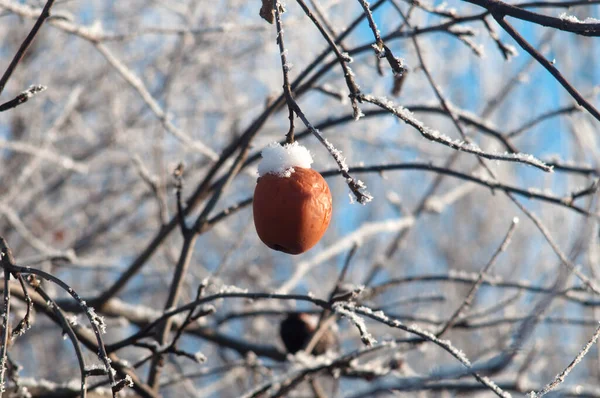 Apfelpuder Unter Dem Schnee Apfelbaum — Stockfoto