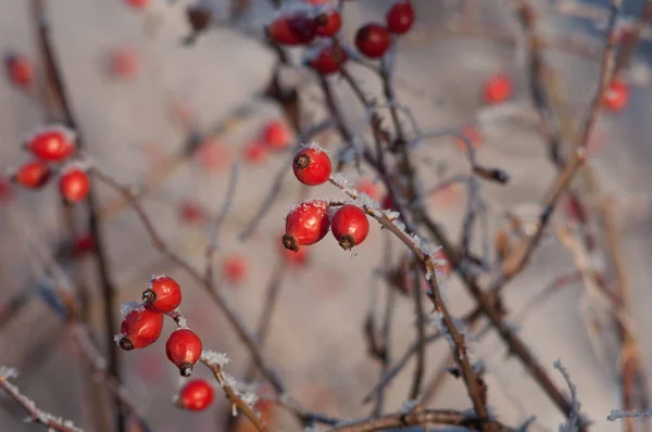 Powdered Red Berries Snow Bush Winter — Stock Photo, Image