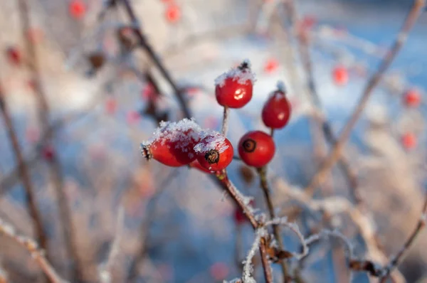 Powdered Red Berries Snow Bush Winter — Stock Photo, Image