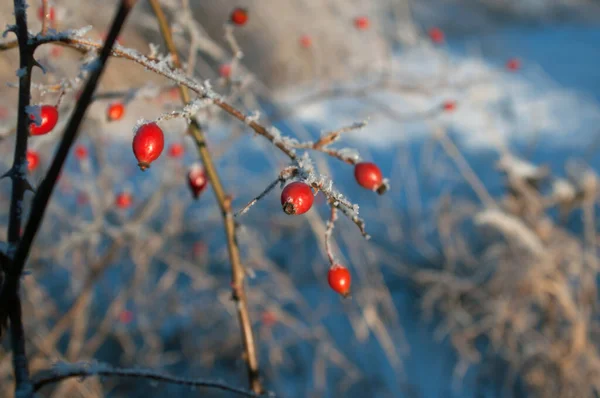 Powdered Red Berries Snow Bush Winter — Stock Photo, Image