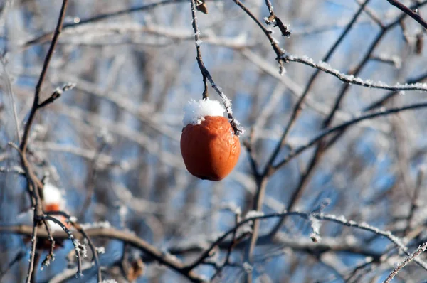 Apfelpuder Unter Dem Schnee Apfelbaum — Stockfoto