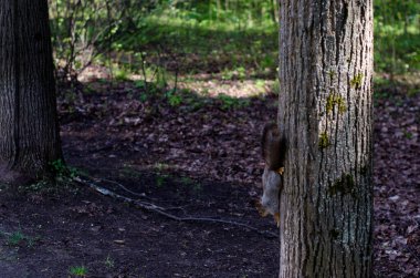 Parktaki genç kız elinde bir kitapla