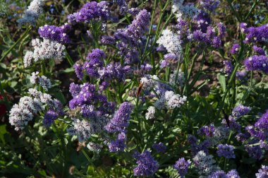 Tarlada yetişen güzel yaz çiçekleri 