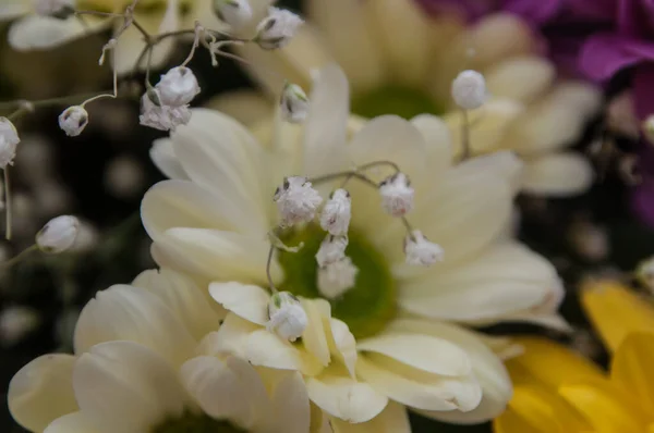 Hermosas Flores Verano Creciendo Campo — Foto de Stock