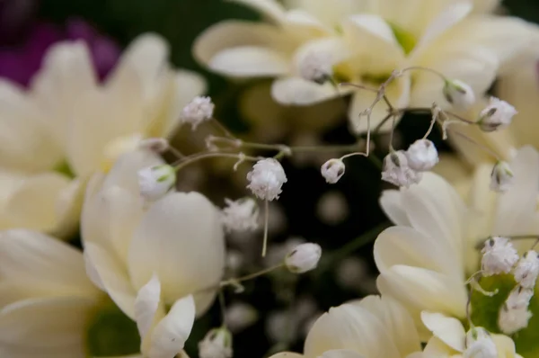 Hermosas Flores Verano Creciendo Campo — Foto de Stock