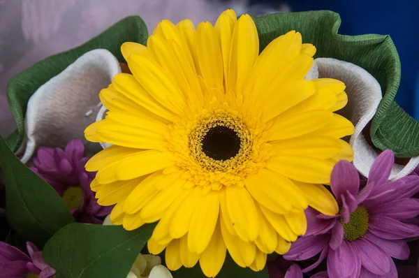 Hermosas Flores Verano Creciendo Campo — Foto de Stock