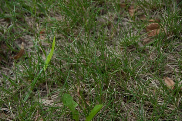 Vackra Sommarblommor Som Växer Fältet — Stockfoto