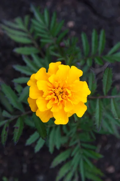 Belles Fleurs Été Poussant Dans Champ — Photo