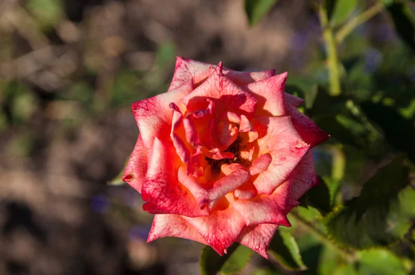 Belles Fleurs Été Poussant Dans Champ — Photo