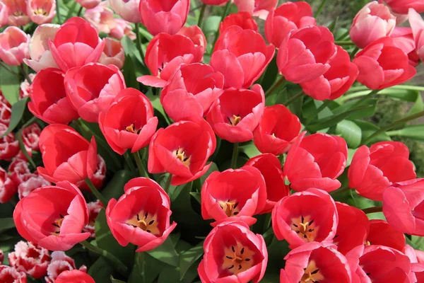 Frühling Tulpenblumen - Feld von rosa Tulpenblumen auf einem Frühlingsfest — Stockfoto