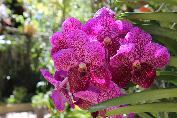 Vanda orkide bir tropikal Botanik Bahçe. Doğal zemin üzerine izole. Resmin çekildiği Phuket Botanik Bahçesi, Tayland