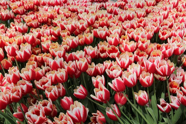 Frühling Tulpenblumen - Feld von erstaunlichen rosa Tulpenblumen auf einem Frühlingsfest — Stockfoto