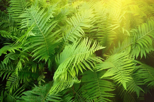 Foto vintage de samambaia verde exuberante. Pteridium aquilinum — Fotografia de Stock