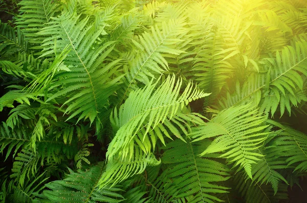 Vintage fotó a buja zöld Páfrány. Pteridium aquilinum — Stock Fotó