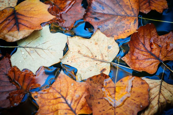 Feuilles d'automne — Photo