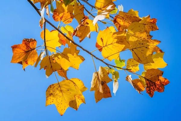 Foglie d'autunno nel cielo blu — Foto Stock