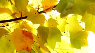 Sonbahar yaprakları. Sonbahar arka plan