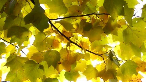 Осіннє листя. Падіння тла — стокове відео